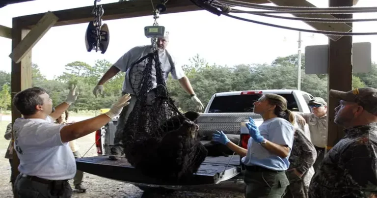 Florida bear hunt approval revives 2018 cruelty case