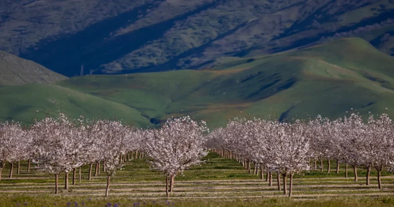 California almond orchards face rat infestation crisis